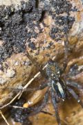Lycosoides flavomaculata